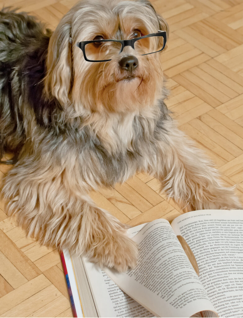 Hund liest Buch